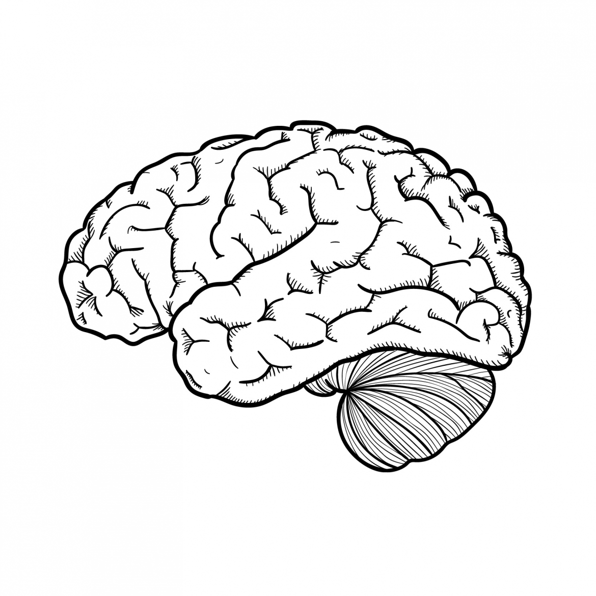 cerveau-2-1.jpg
