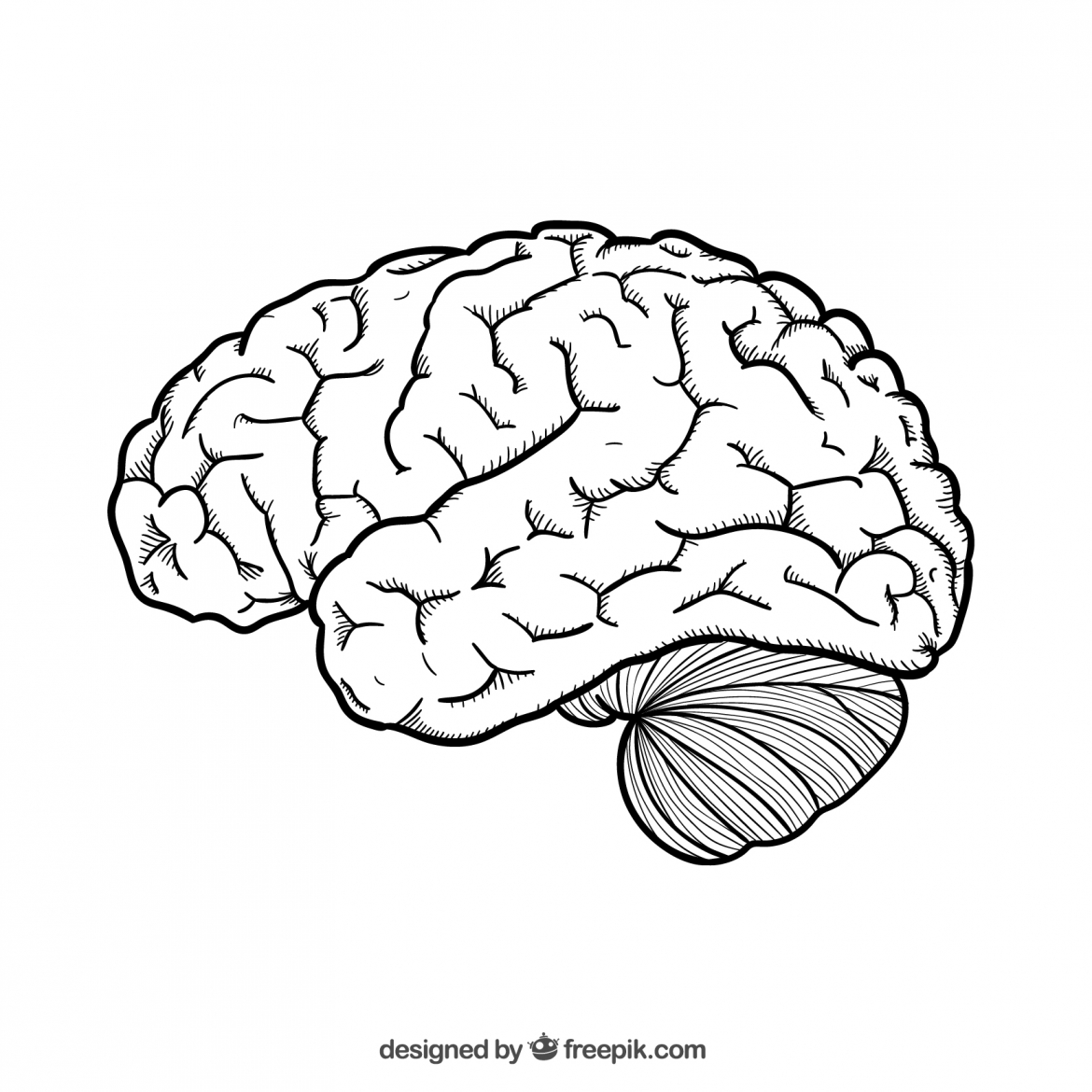 cerveau-2.jpg